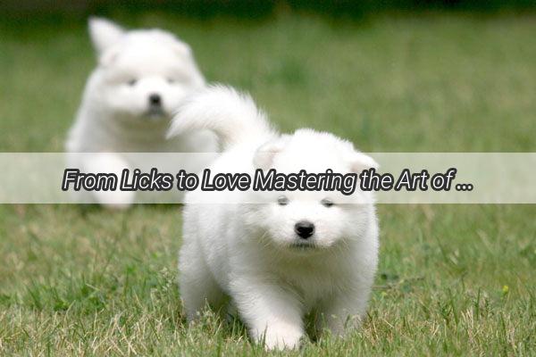 From Licks to Love Mastering the Art of Taming Your Dogs Nipping Habit